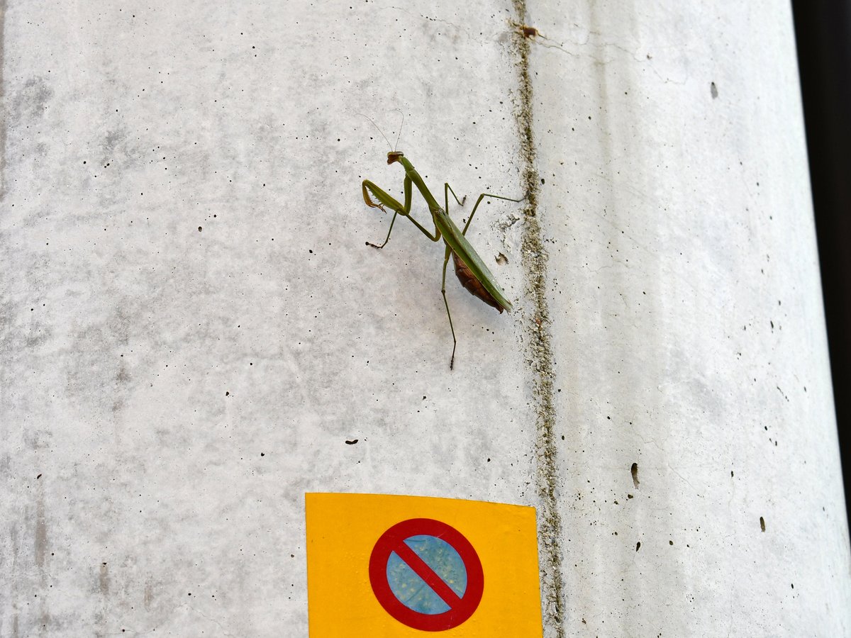 #87:
          Unidentified Mantis, Nara.
          f/ at mm - Shutter Speed: - ISO: